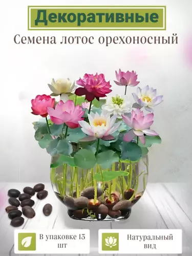 Декоративные цветочные семена для дома и офиса - красивые и ароматные